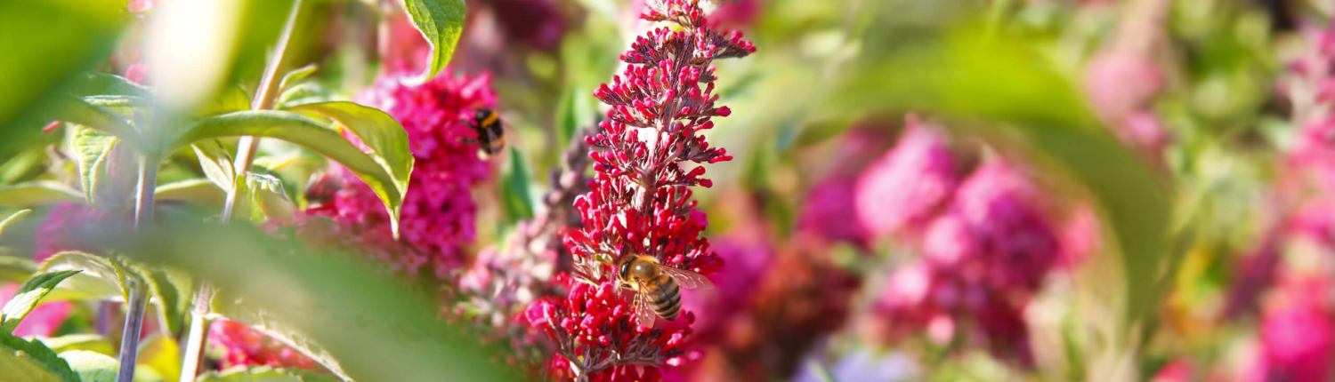 nachhaltigkeit_blumen_bienen