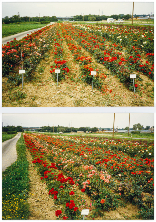 rosenbeete
